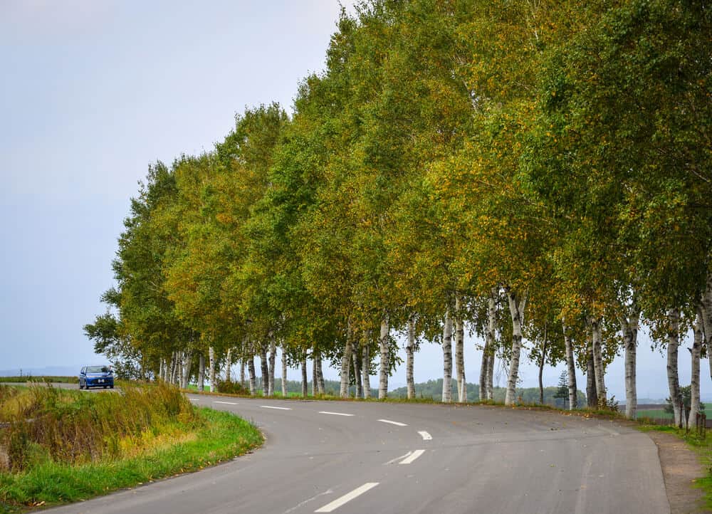 Driving in Biei Rental Car