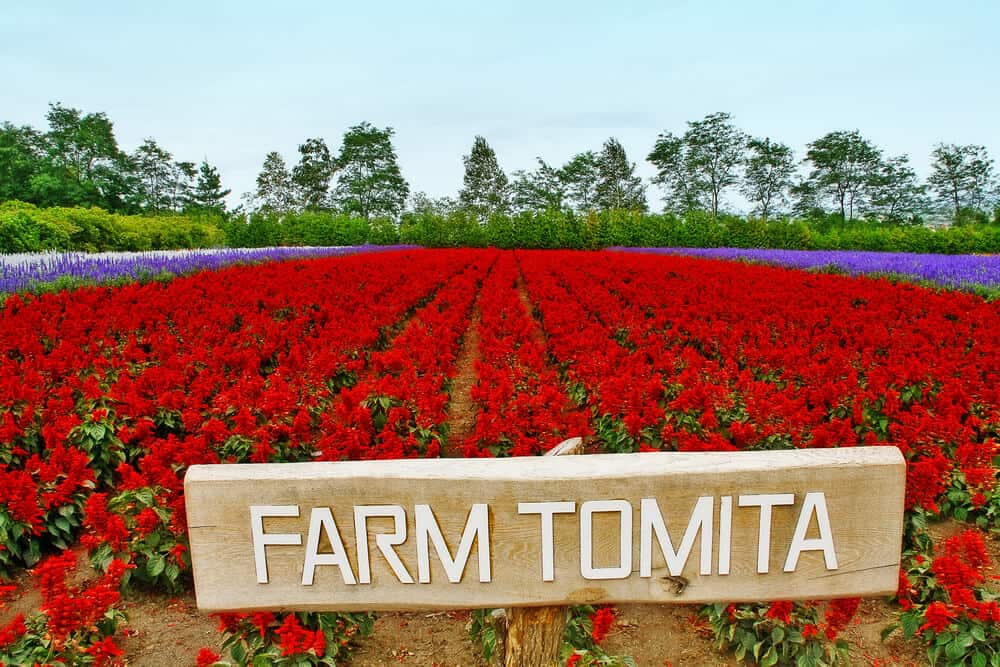 Farm Tomita in Furano