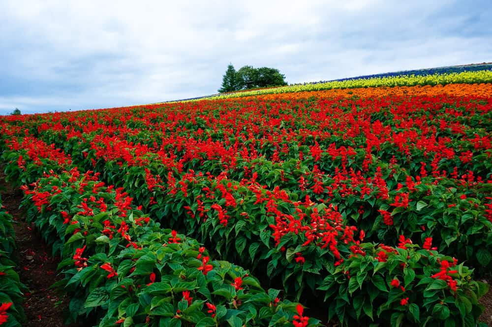 Furano Kanno Farm Flowers