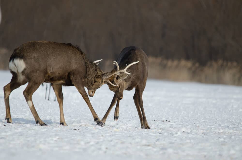 Hokkaido Deer