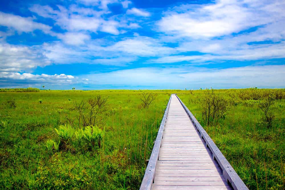 A long, wooden platform (path) cutting through a large field of green vegetation at Kushiro Shitsugen National Park.