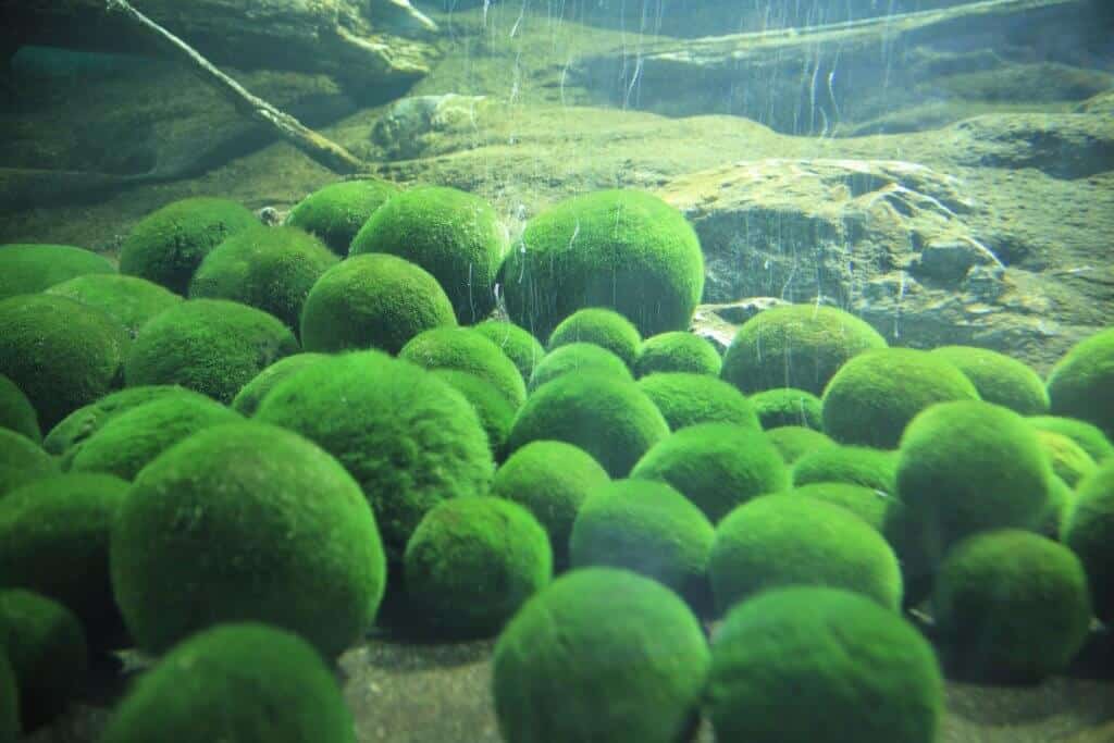 Marimo Moss Balls