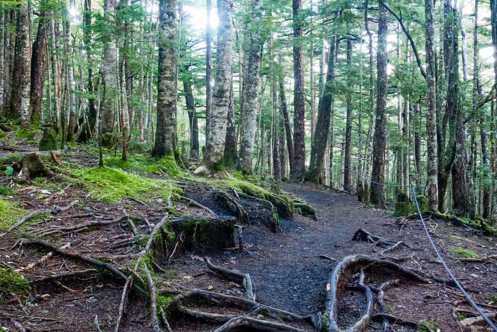 Mt. Fuji Subashiri Trail