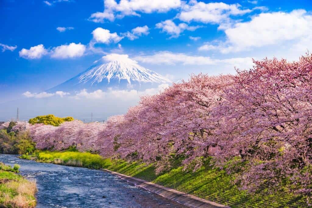 Mt. Fuji and Cherry Blossoms