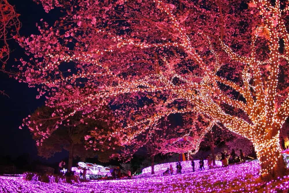 Sagamiko Illumination Tree