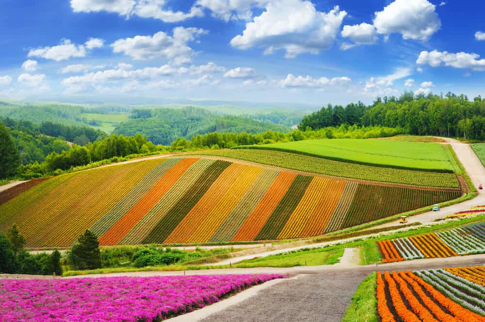 Colorful rows of flowers at the Sapporo Flower Field.
