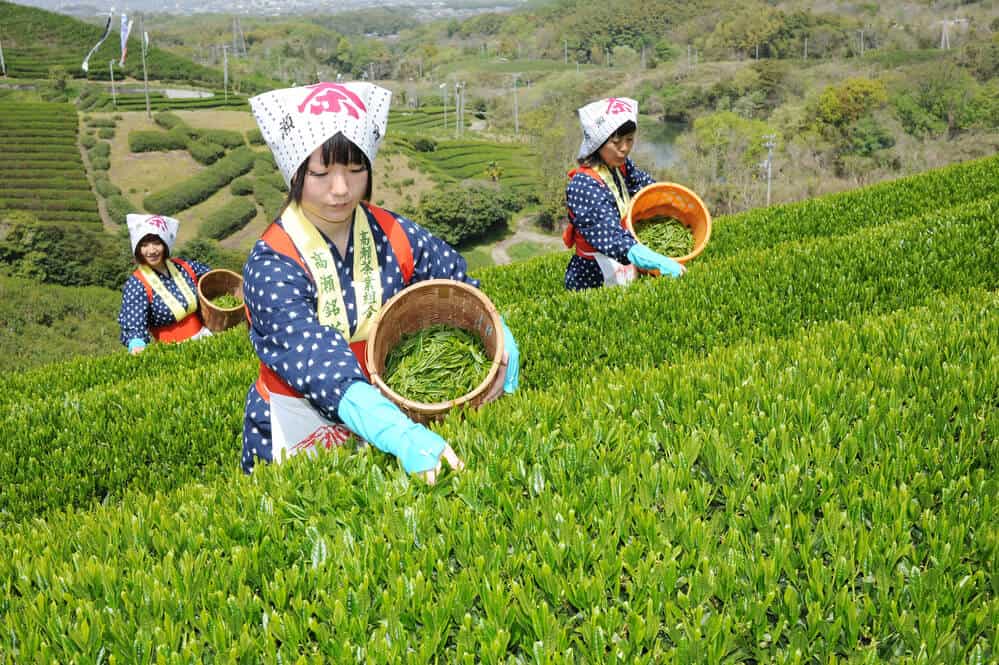 Complete Guide to Japanese Tea Hand Picking
