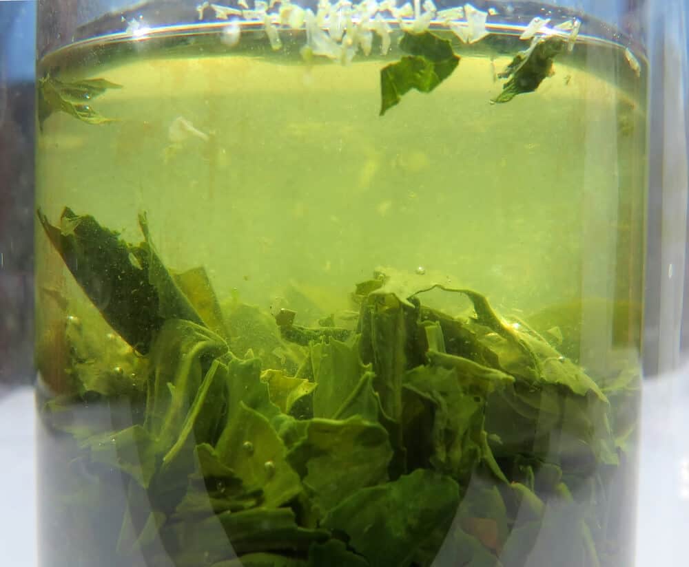 Complete Guide to Japanese Tea Steeping