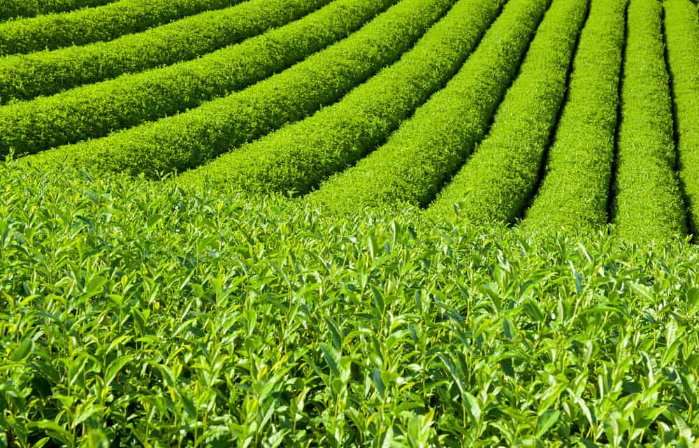 Complete Guide to Japanese Tea Tea Plants
