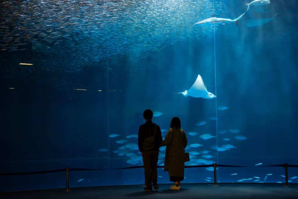 Osaka Aquarium Kaiyukan - a couple standing in front of a Huge Fish Tank with fish and rays in it.