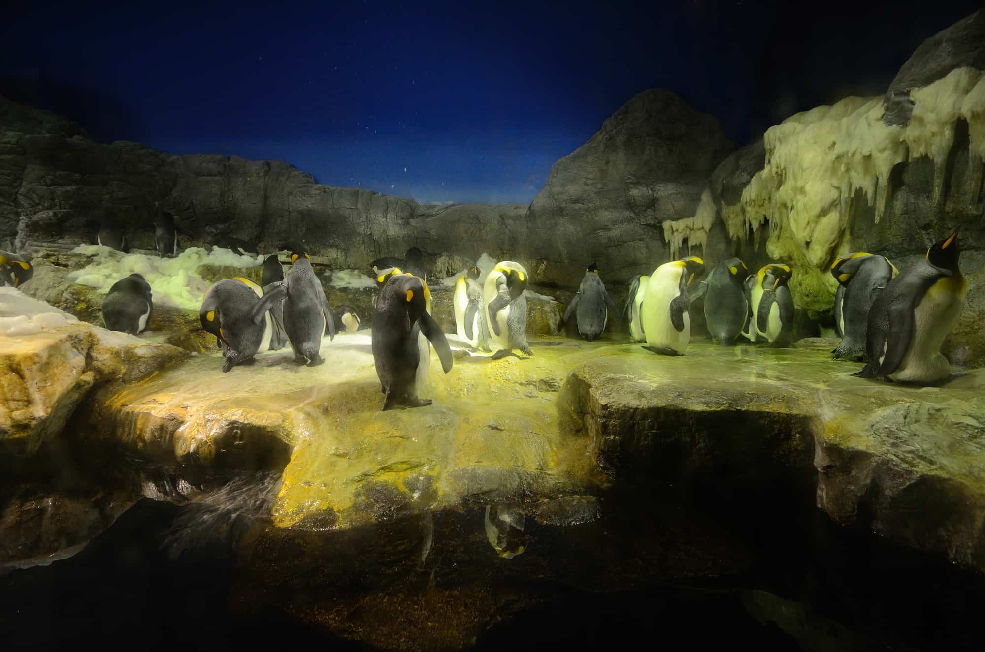 A lot of Penguins at the Osaka Aquarium in Japan.