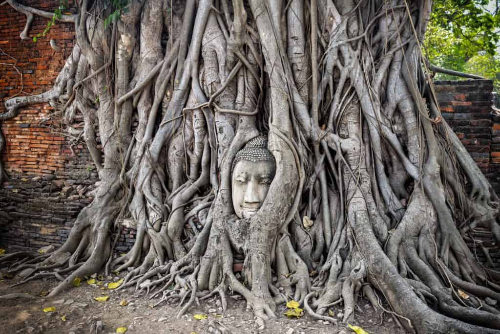 Bodhi Tree Buddha Head