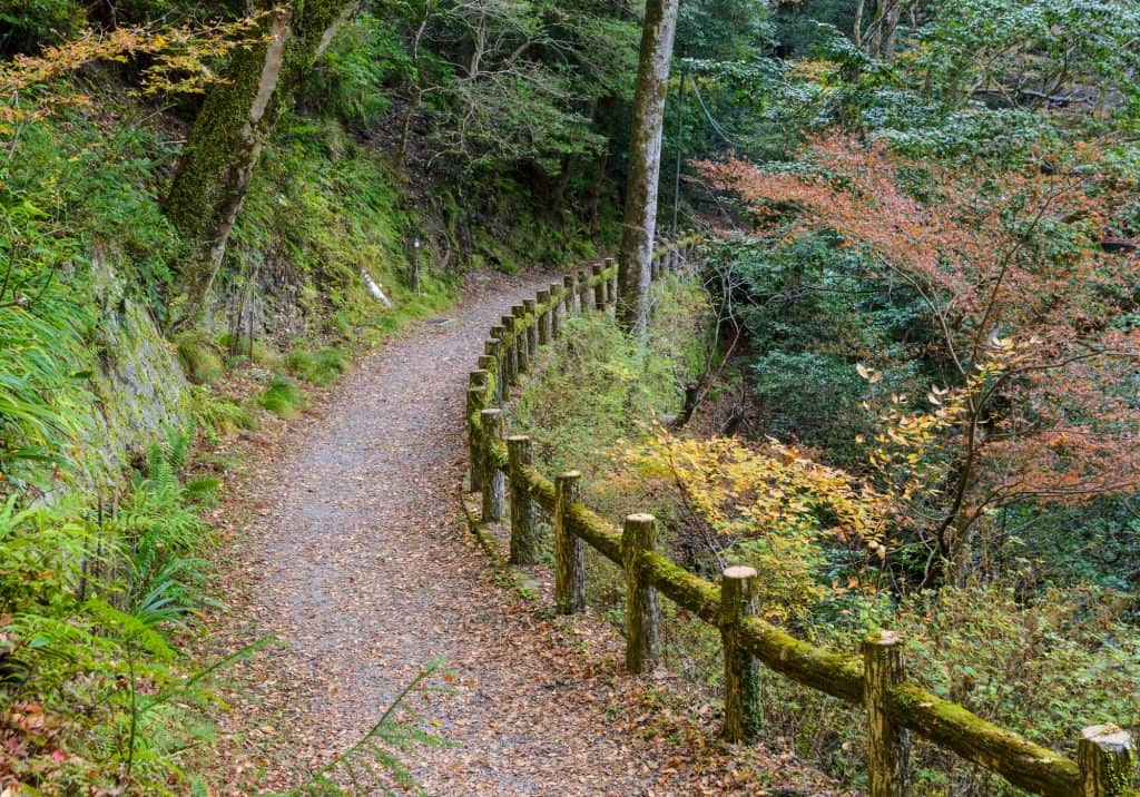 A hiking trail in Minoo Park in Osaka, Japan. The path is on a dirt trail with trees and plants all around.