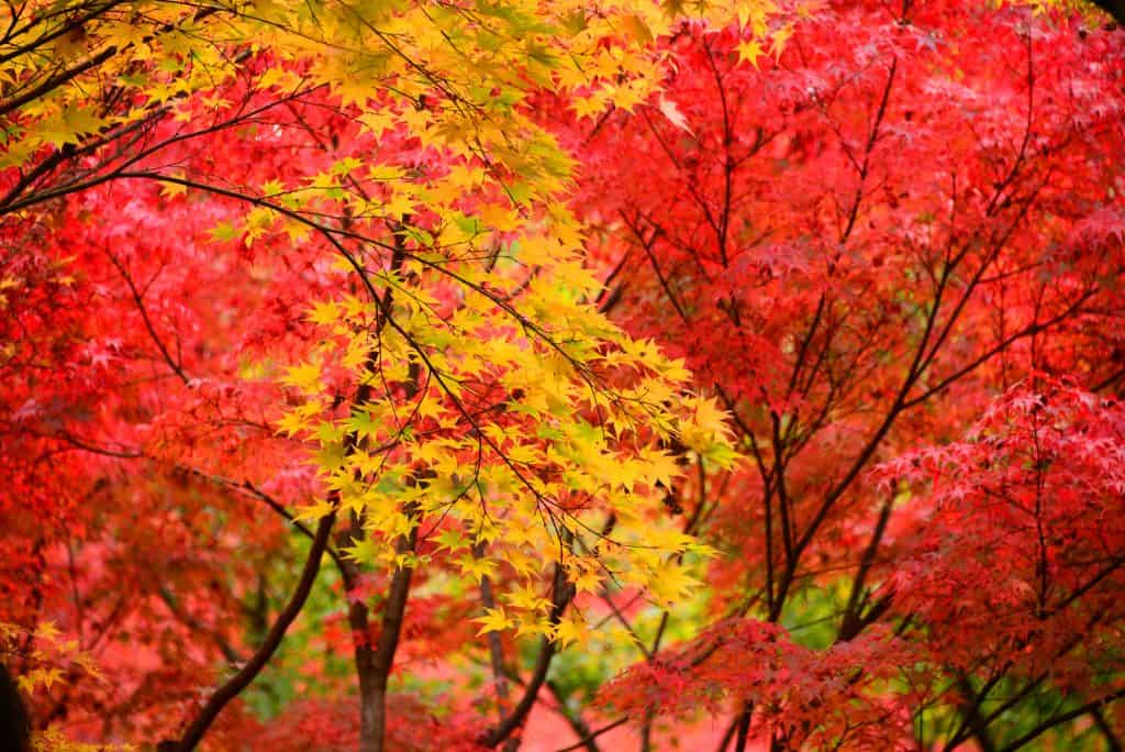 Red, Yellow, and Orange Momoji, or Japanese Maple Leaf Trees