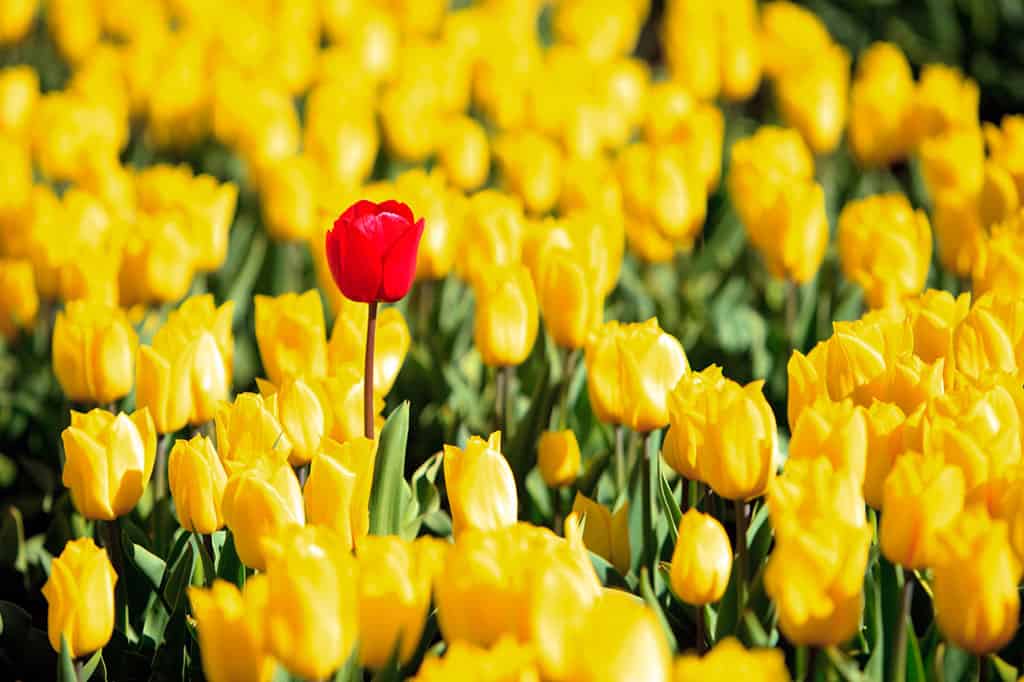 A field of yellow tulips with one, single red tulip standing out.