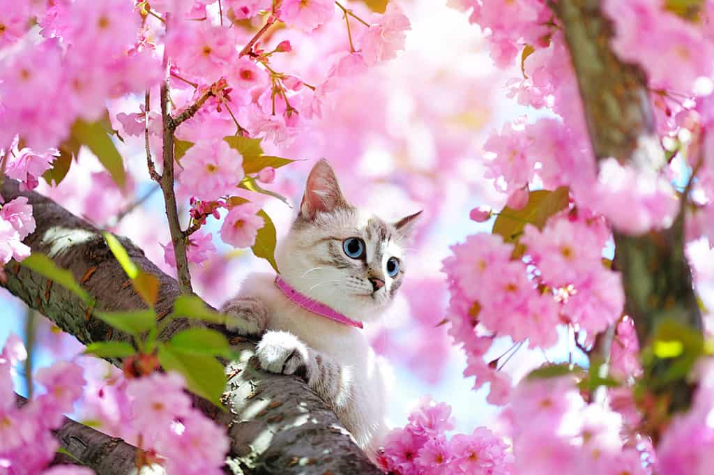 A cute white cat with brown stripes and blue eyes on a tree branch surrounded by pink flowers.