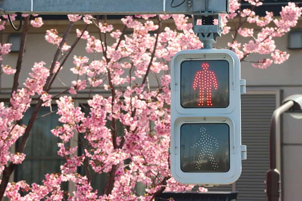A pedestrian crossing light with the "red" man lit up on it, to signal not to cross. Behind this crossing light are cherry blossoms or plum blossoms that are fully bloomed.