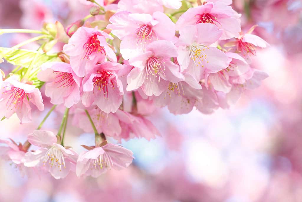 A close up of pink cherry blossom flowers.