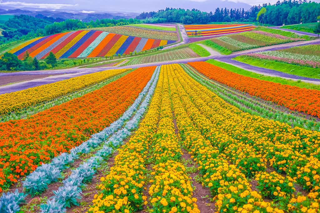 A field that has rows on flowers of all different colors at Shikisai in Hokkaido.